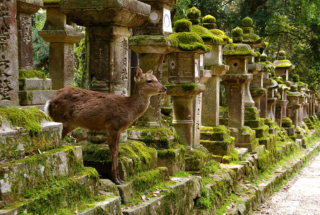 mi-on:Deer in Nara (Japan), photo by SBA73