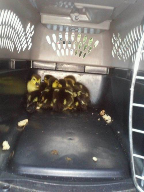 So today, my mom tells my dad in the afternoon that there were baby ducks stuck in the sewer. Appare