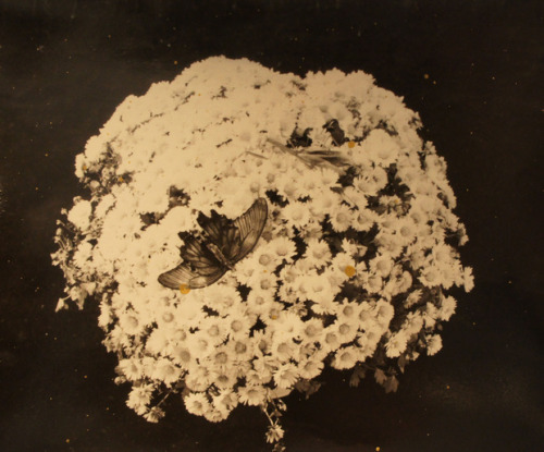 gacougnol:  Masao Yamamoto 298