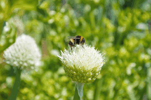 💛🐝 ways to help the bees! 🐝💛