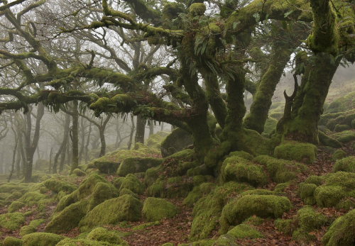 nubbsgalore:the ancient oak forest of wistmans wood in dartmoor  (x, x, x)