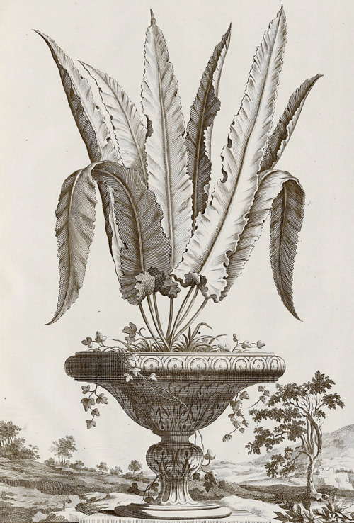 Phytographia Cvriosa, exhibens Arborvm, Frvticvm, Herbarvm &amp; Florvm Icones - Franciscus Kiggelae