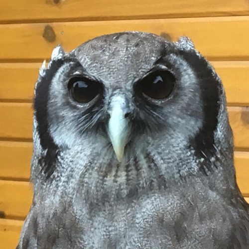 See those tiny feathers around this Milky Eagle Owl’s beak? Called “bristles” (even though they’re f