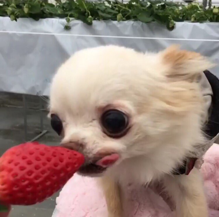 8hy: flowerbpd: the dog is me and the strawberry represents any slight sense of validation