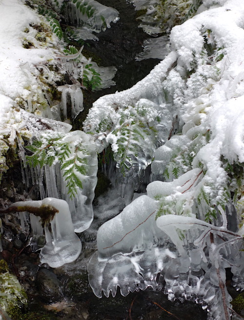 Porn photo mountrainiernps:  Landscape LanguageVerglas