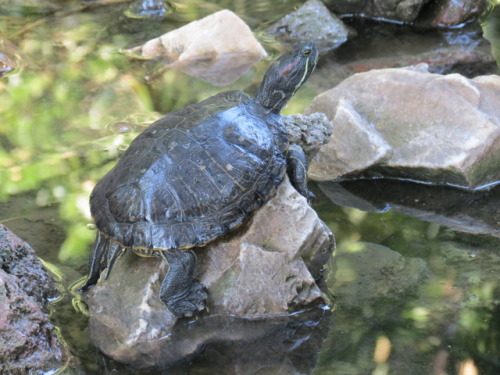 beauti-full: Turtle pond in the National Garden- Athens, Greece