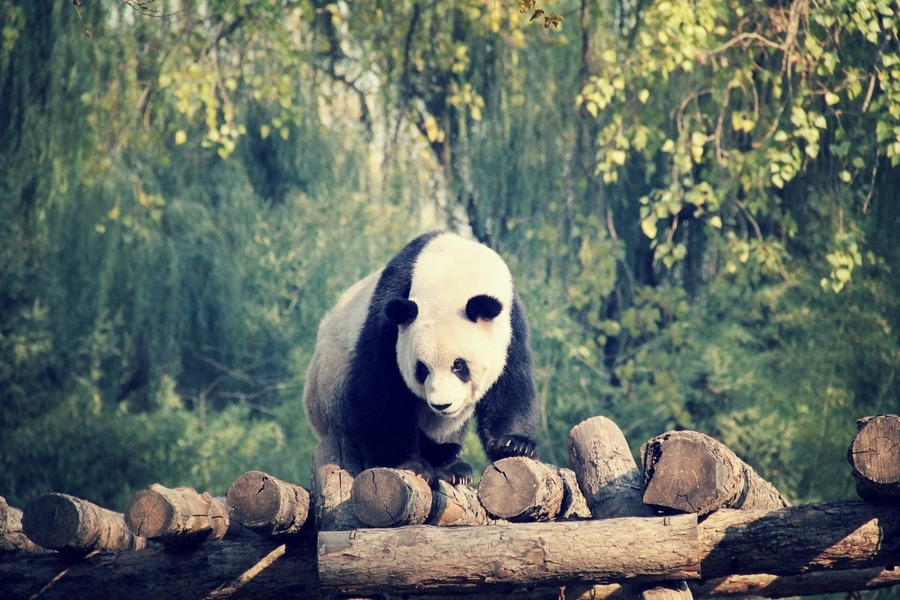 -olly:  Grand Panda (Source) 