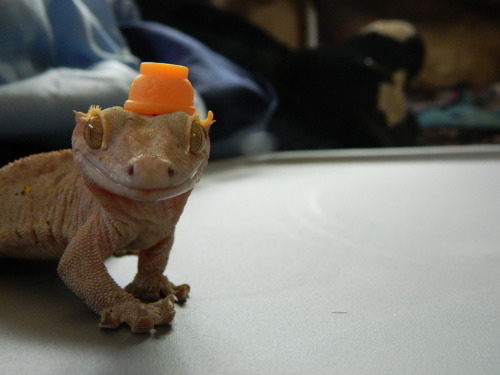geckosquad:hes a model