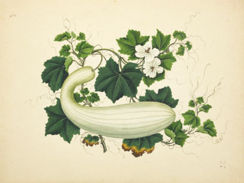 Chinese water color paintings, Green ribbed & striped gourd, late 19th century. Via NYPL