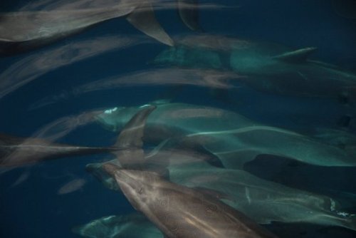 Here’s a tranquil photo of dolphins. Happy hump day!Bottlenose dolphins (Tursiops truncatus) a