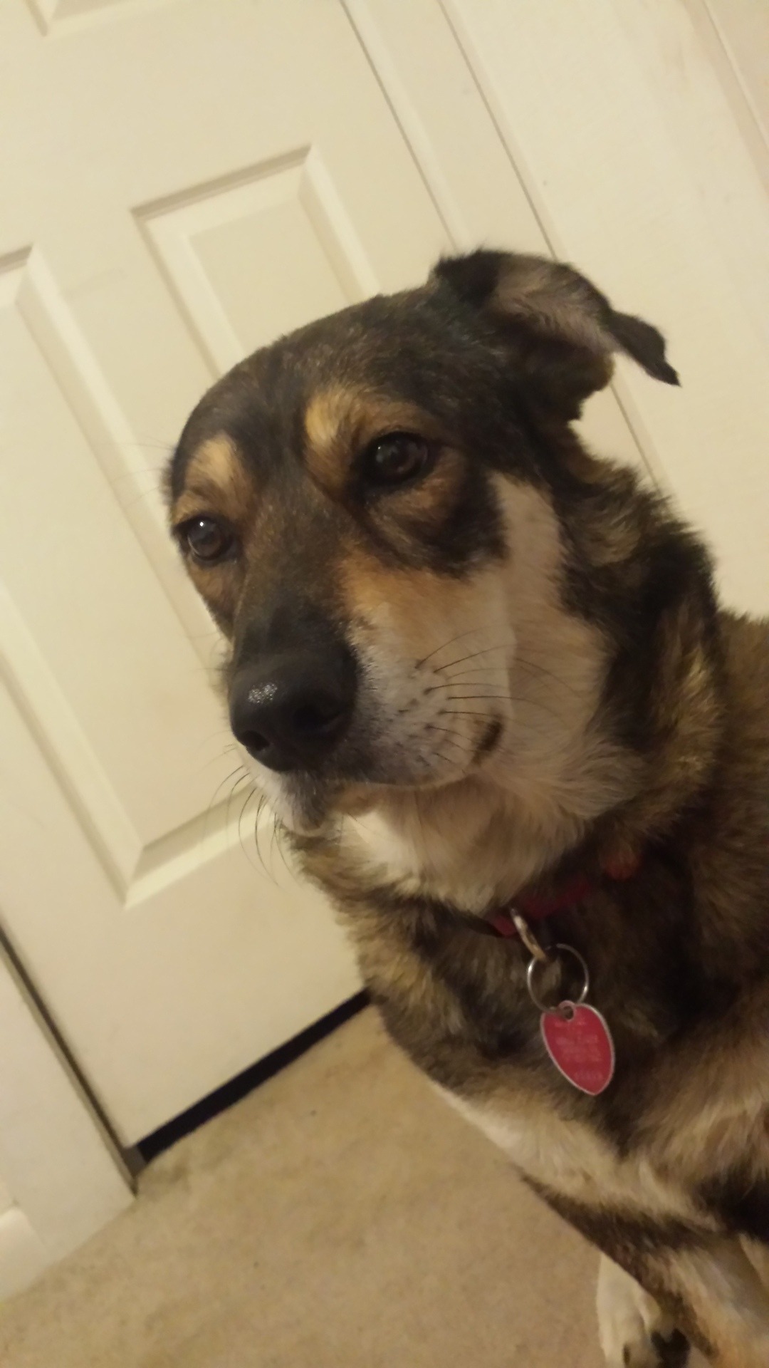 *pushes* Take my doggo…. She tired(dancergirl5432)sleepy girl…this is the exact