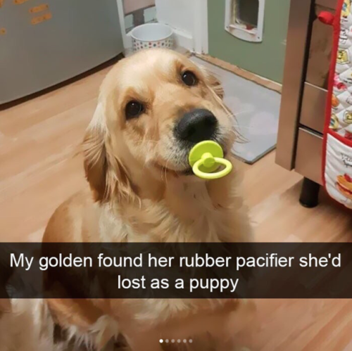 babyanimalgifs: Cute dog snapchats that will make your day better