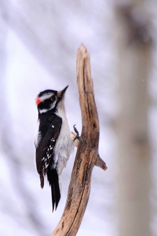Downy woodpecker. Summit County, Colorado. Photo by Amber Maitrejean