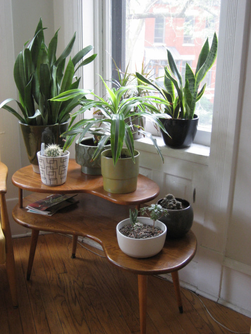 mermaid-wishing:  plants by jennifer