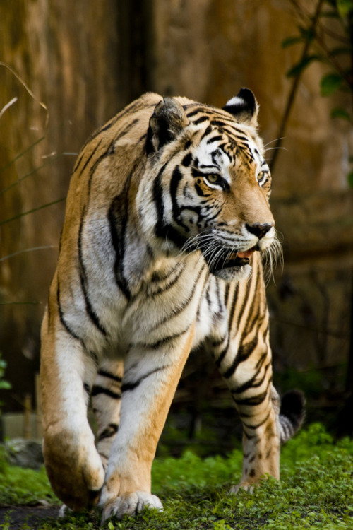 earthlycreations:Stalking Tiger - Photographer