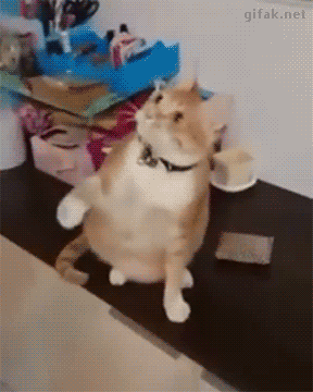 awwww-cute:Wha…How?! (Source: http://ift.tt/1rbmJKZ)