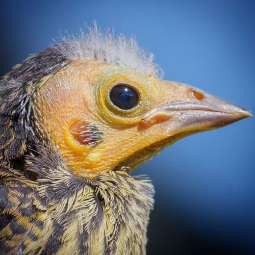 Fledgling Red-winged Blackbird. What an ugly mug! #redwingedblackbird #fledgling #babybird #bird #bi