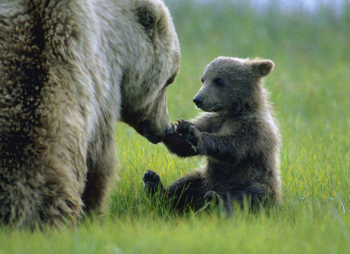 Momma bears with their cubs