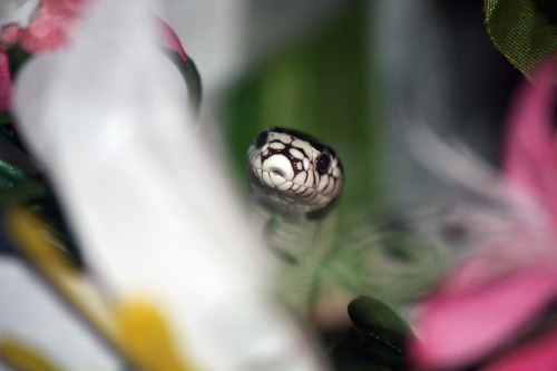 XXX kingssnake:  the look on this snake’s face photo