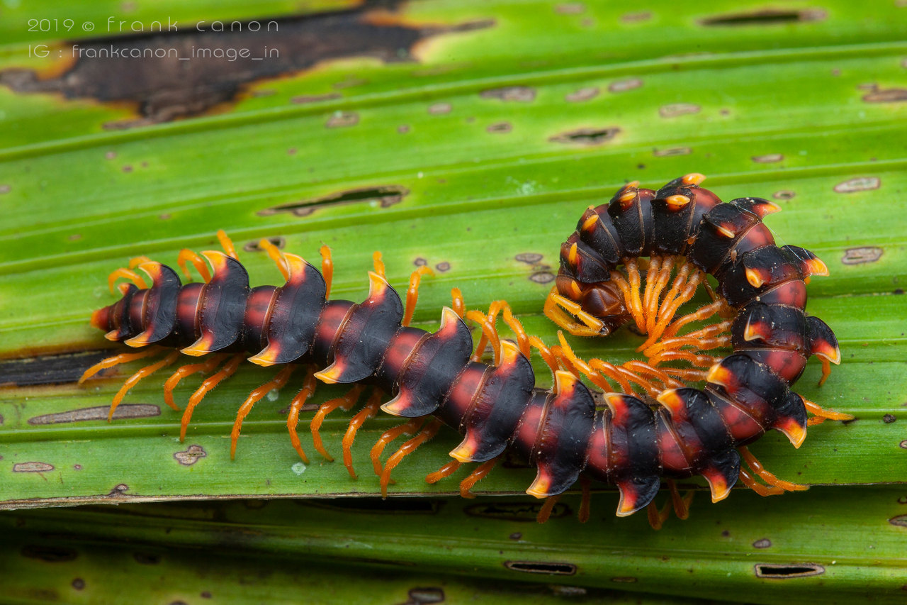 Unidentified Polydesmid millipede by Frank Canon, Borneo
This photographer on Instagram
Shared with permission; do not remove credit or re-post!