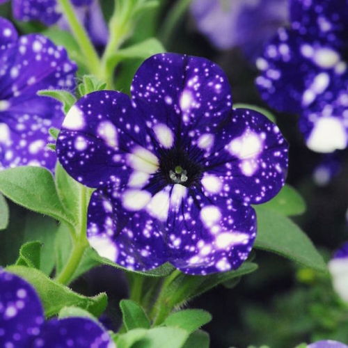 sixpenceee:  Known as Petunia cultivars, Night Sky Petunias are a deep purple flower that’s characterized by the unique patterns on their petals. Much like their name suggests, these mesmerizing plants bloom to reveal a stunning plethora of white stars