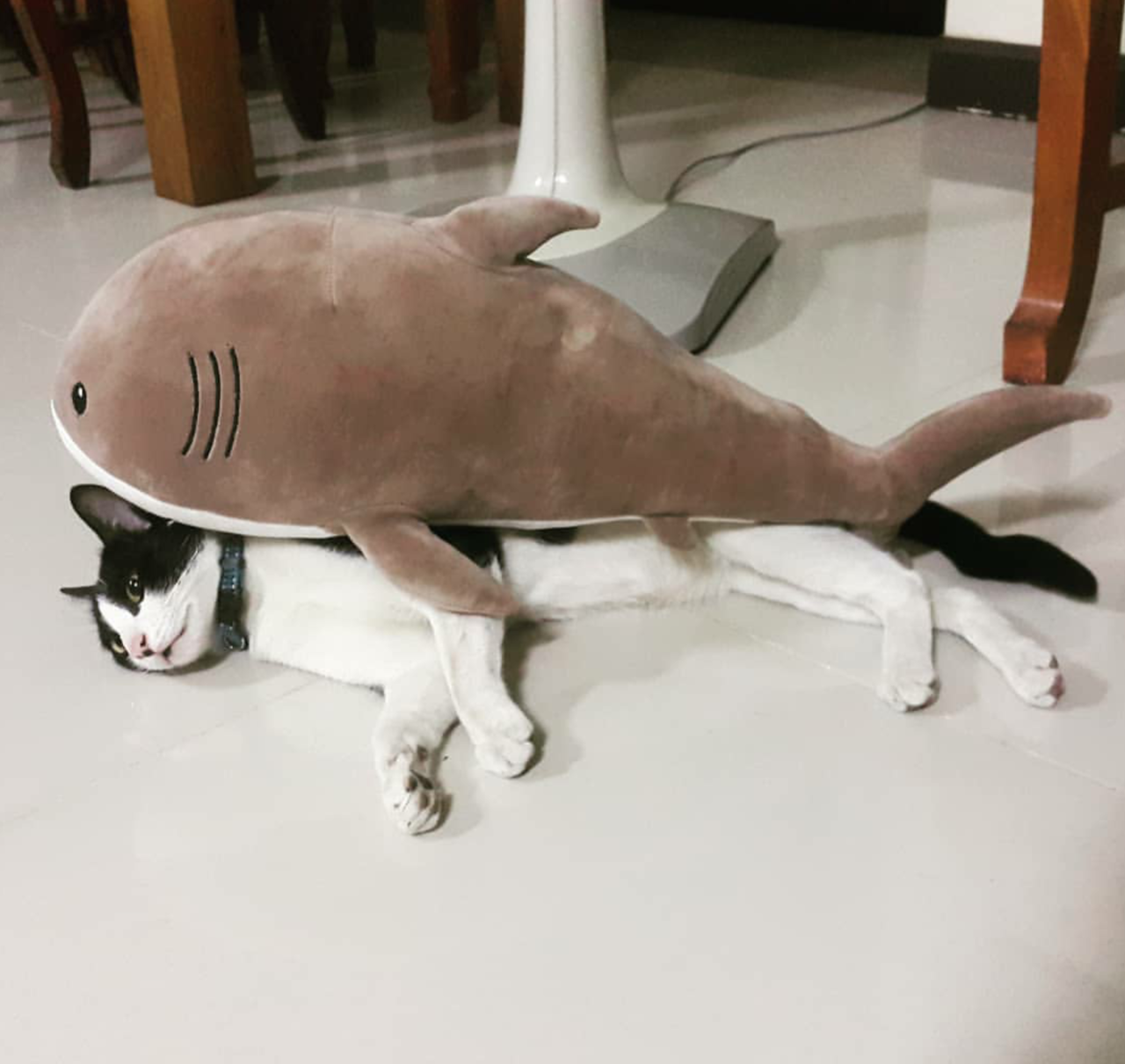 world-of-cats:  !?catto