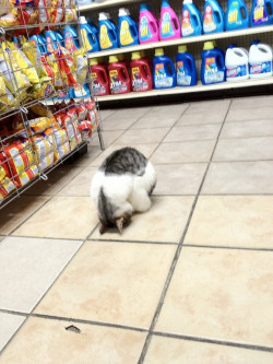 cute-overload:  Sleeping in the grocery store.http://cute-overload.tumblr.com