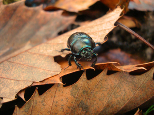 Planet Earth: I love you, and all the beautiful life you support ♥ (Photos taken in the east of Engl