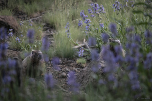 riverwindphotography: A friendly pair of Yellow-bellied Marmots peered at me through the Penstemon. 