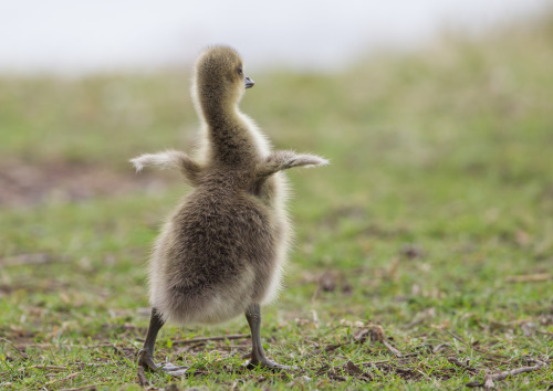 juvenile Greylag Goose (Anser anser) &gt;&gt;by Nis Lundmark Jensen (1|2)