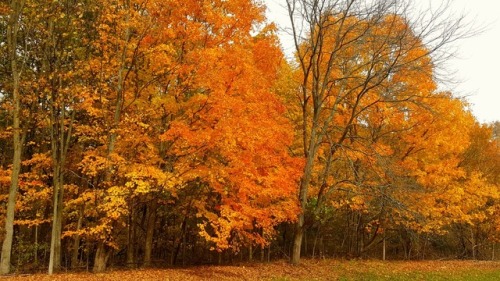 bookofoctober:Halloween colors- October 31, 2016 in Huron Charter Township, MI. Photos by MichiganSnowLvr