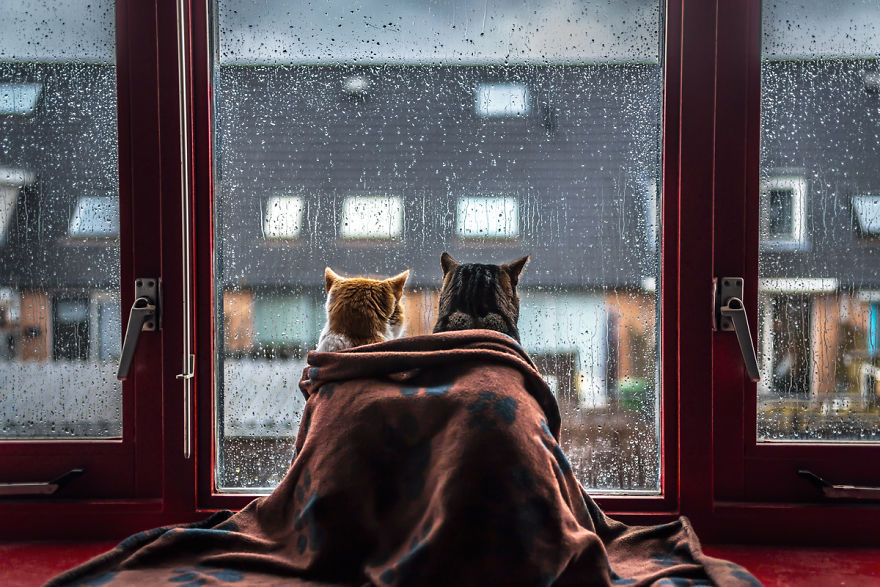 culturenlifestyle:  Cute Cat Photography Staring Out the Rainy Scenery by Felicity