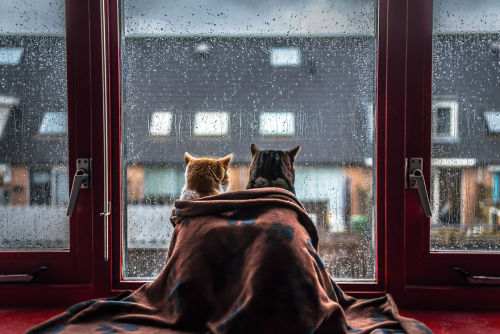 culturenlifestyle: Cute Cat Photography Staring Out the Rainy Scenery by Felicity Berkleef 21-year-