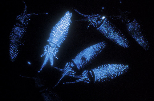 Firefly Squid (Watasenia scintillans)