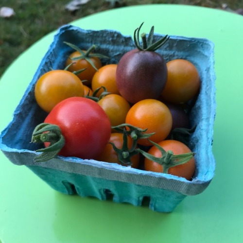 First pint harvested!