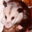 morallygreypossum