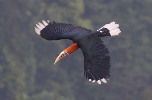uakari:a Rufous-Necked Hornbill in Bhutanby Jon Irvine