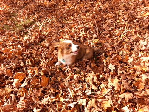 thefrogman:  grootisintothetrees:  Groot at 12 weeks playing in leaves.  This corgi is named Groot. Groot is very cute. 