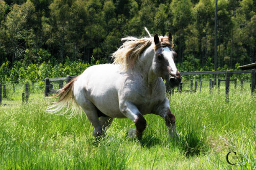 pangur-and-grim:all-the-horses:Renard de BeaufortBy GéraniumBreton, Stallionfar too thick, far too t
