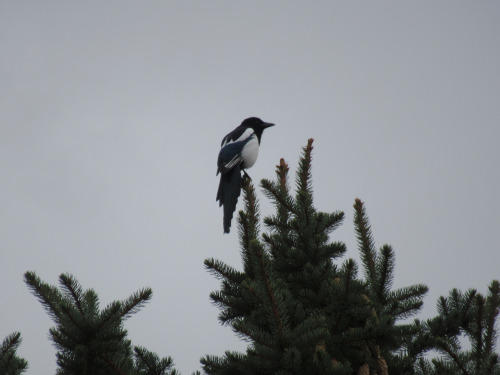 pigeongay