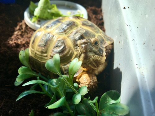 You put noms on my plate, but those aren’t the noms I want.  Bring me new noms, Mom!