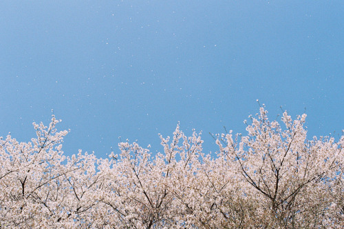 asianmemories: Floating by a l e x . k on Flickr.