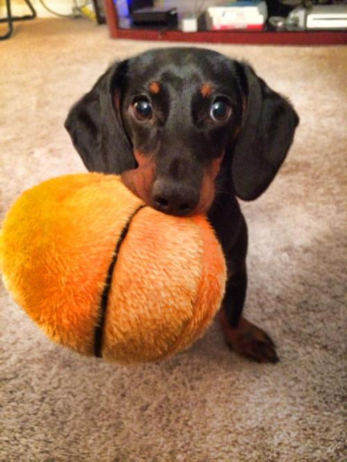 cuteanimalspics: Chase and his favorite ball