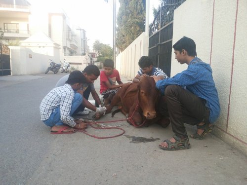 be-their-sound:  Guardians of The Voiceless are a team of volunteers in India driven to create a cruelty free generation. They care for the less fortunate in India, animals and children. Founder Pankaj Arora works tirelessly to help all animals in need