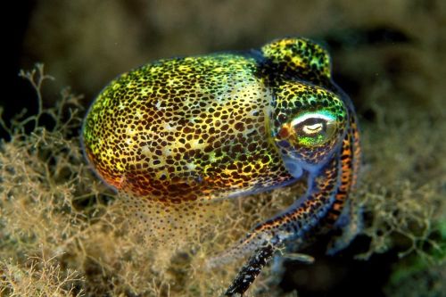realmonstrosities: Bobtail Squid (Sepiolidae) are a family of cutesy, wutesy cephalopods found 