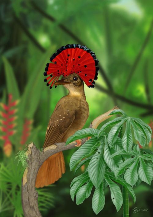 Royal flycatcher