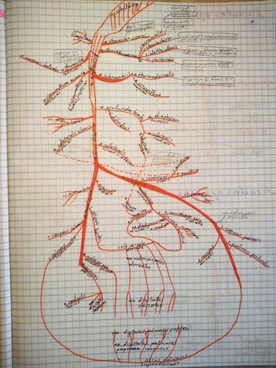 Kurs Anatomii Dlya Vrachej Hudozhnikov Gejm Dizajnerov