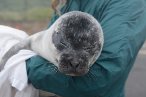 Help us pick a name theme!With the first common seal pup sighting and rescue this week (thankfully d