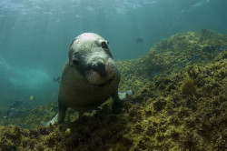 theoceaniswonderful:  Inquisitive sealion,