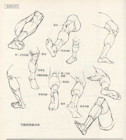 anatoref:  Human Anatomy Foundation 